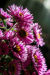 Image showing Pink aster flowers bouquet on dark background.