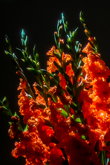 Image showing Red gladiolus flowers on black background.