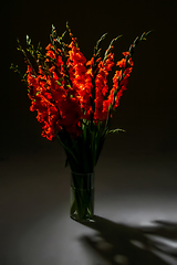 Image showing Red gladiolus flowers in vase on dark background.