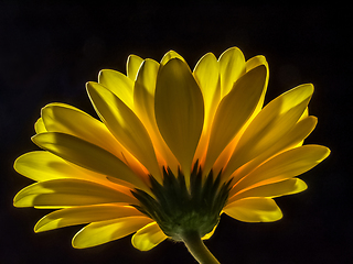 Image showing Yellow gerbera on black background.