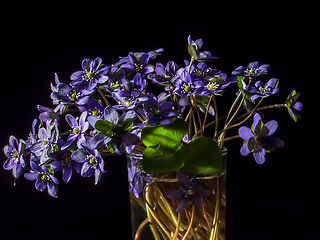 Image showing Blue anemone flowers in glass on black background.