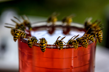 Image showing Wasps feast. Wasps on the glass of sweet drink