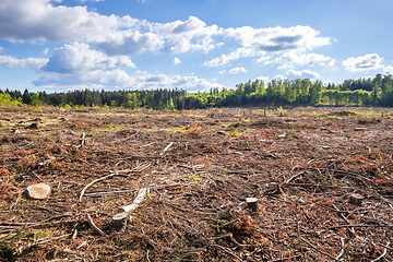 Image showing cleared forest outdoor scenery south Germany