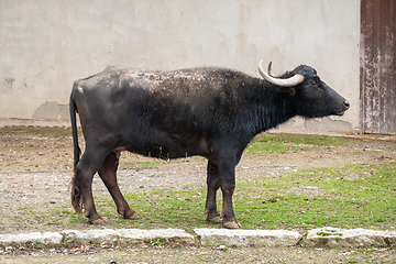 Image showing black cow at a wall