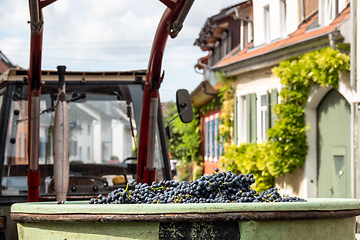 Image showing red grapes in a bin harvest