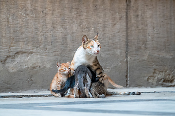 Image showing cats of Cairo