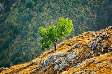 Image showing Tree on the Slopre of Rhodopes Mountains