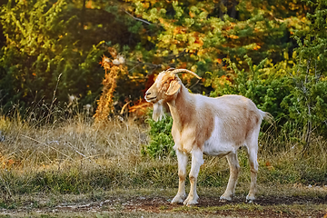 Image showing Goat with Horns