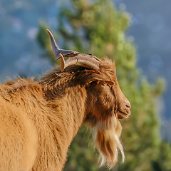 Image showing Portrait of Goat with Horns