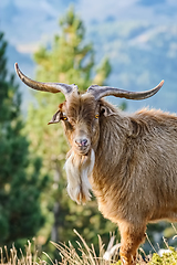 Image showing Portrait of Goat with Horns