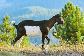 Image showing Goat without Horns