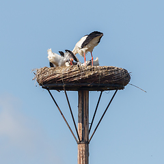 Image showing White stork sitting on a nest