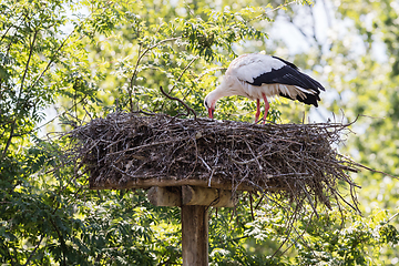 Image showing White stork sitting on a nest