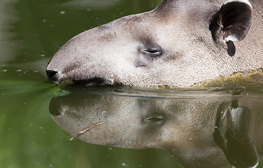 Image showing Profile portrait of south American tapir in the water