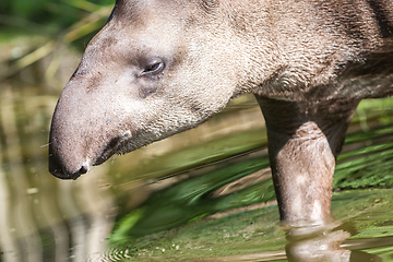 Image showing Profile portrait of south American tapir in the water