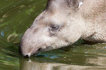 Image showing Profile portrait of south American tapir in the water