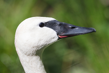 Image showing Closeup of a trumpeter swan (cygnet)