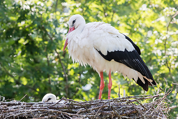 Image showing White stork sitting on a nest