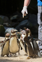 Image showing Pinguin is being fed