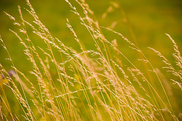 Image showing Wheat field