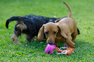 Image showing cute female of brown dachshund play with other dog in summer garden, european champion, breeding station, outdoor portrait on green grass