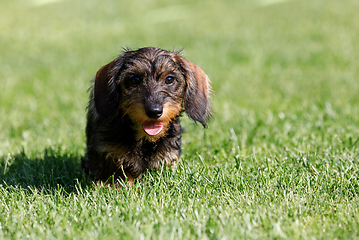 Image showing cute female of brown dachshund in summer garden, european champion, breeding station, outdoor portrait on green grass