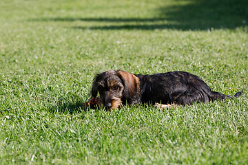 Image showing cute female of brown dachshund in summer garden, european champion, breeding station, outdoor portrait on green grass