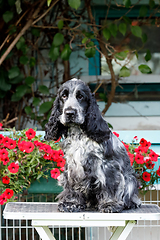 Image showing portrait of sitting english cocker spaniel