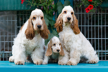 Image showing purebred English Cocker Spaniel with puppy