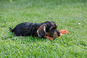 Image showing cute female of brown dachshund in summer garden, european champion, breeding station, outdoor portrait on green grass