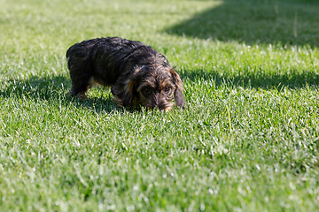 Image showing cute female of brown dachshund in summer garden, european champion, breeding station, outdoor portrait on green grass