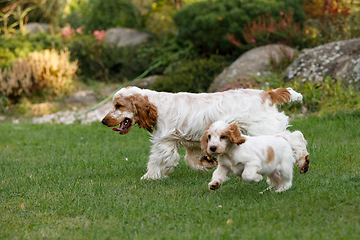 Image showing purebred English Cocker Spaniel with puppy