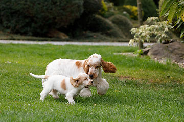 Image showing purebred English Cocker Spaniel with puppy