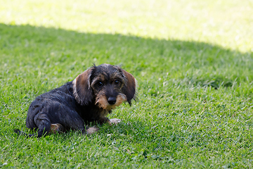 Image showing cute female of brown dachshund in summer garden, european champion, breeding station, outdoor portrait on green grass