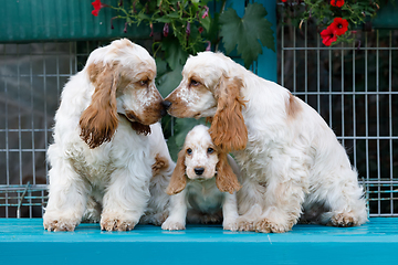 Image showing purebred English Cocker Spaniel with puppy