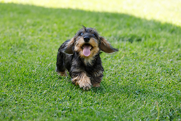 Image showing cute female of brown dachshund in summer garden, european champion, breeding station, outdoor portrait on green grass