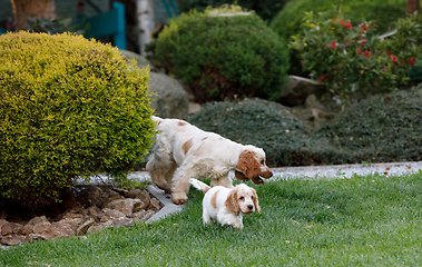 Image showing purebred English Cocker Spaniel with puppy