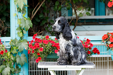 Image showing portrait of sitting english cocker spaniel