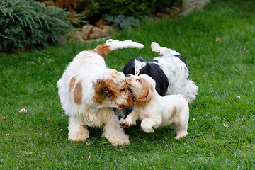 Image showing purebred English Cocker Spaniel with puppy