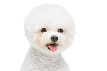 Image showing beautiful bichon frisee dog