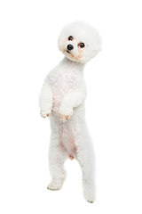 Image showing beautiful bichon frisee dog