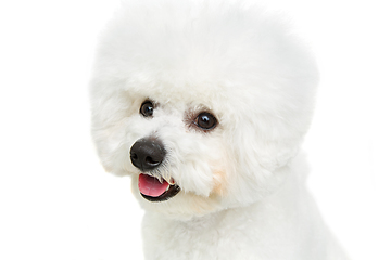 Image showing beautiful bichon frisee dog