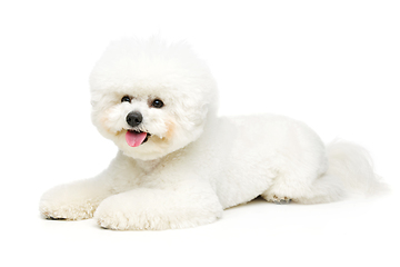 Image showing beautiful bichon frisee dog