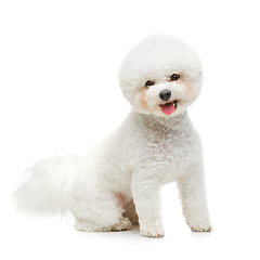 Image showing beautiful bichon frisee dog