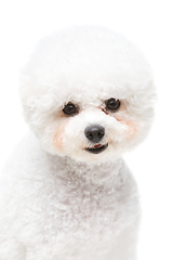 Image showing beautiful bichon frisee dog