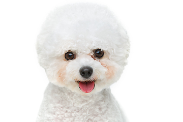 Image showing beautiful bichon frisee dog