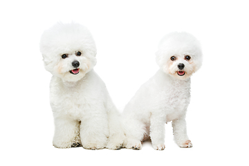 Image showing beautiful bichon frisee dogs