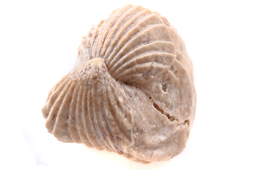 Image showing shell fossil isolated