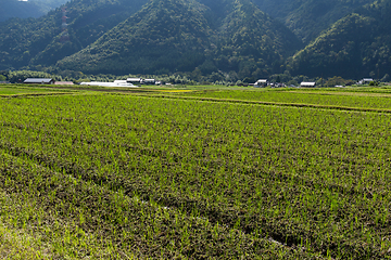 Image showing Field and mountain