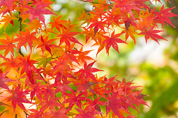 Image showing Red maple tree